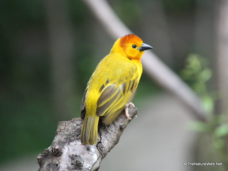 Perching Birds